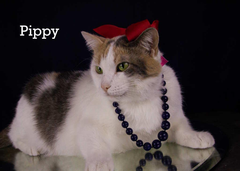 Pippy