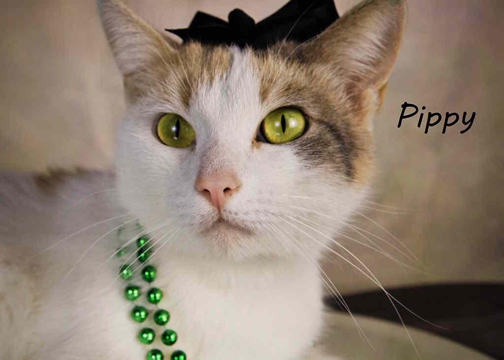 Pippy photo 4