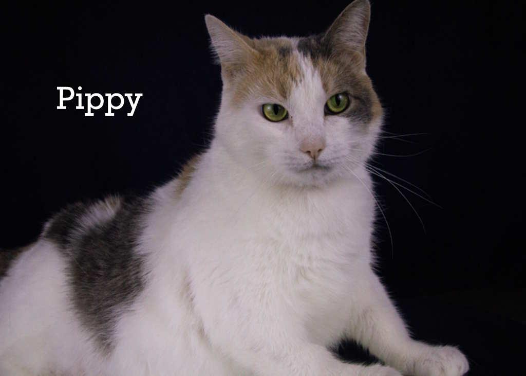 Pippy