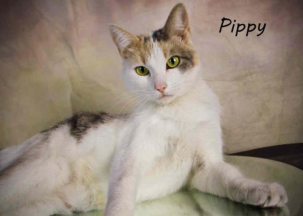 Pippy photo 2