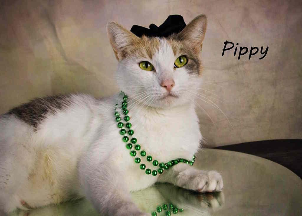 Pippy, Young Female Calico