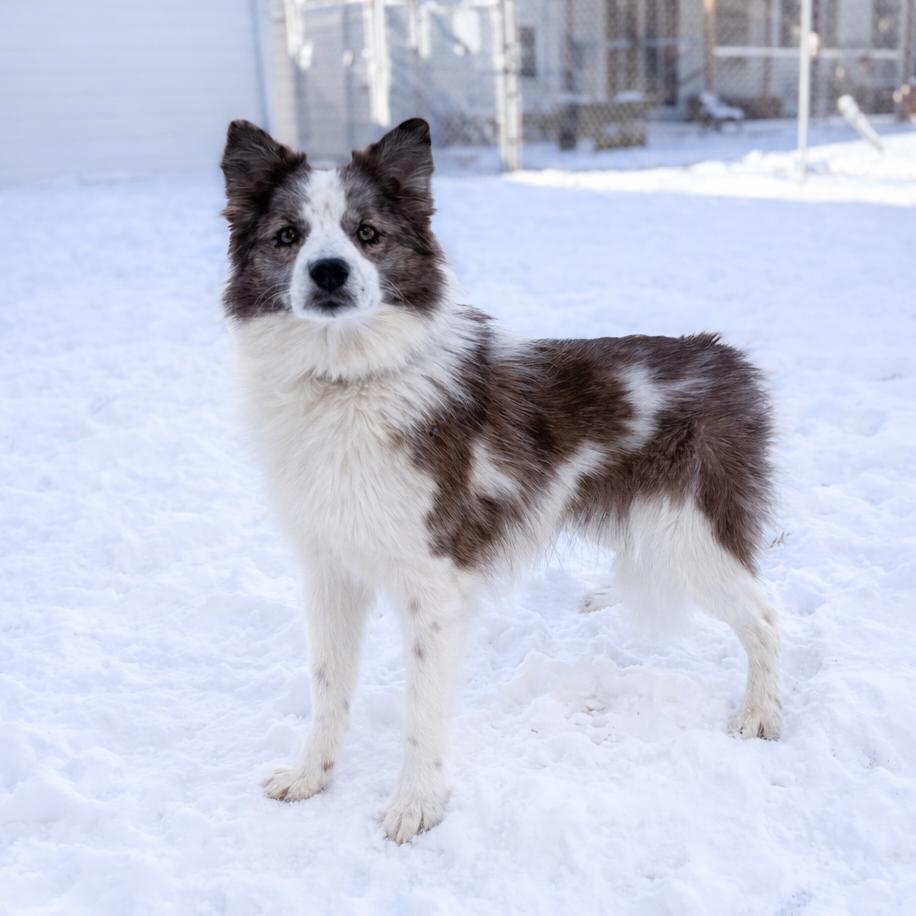 Mac, ADOPTABLE, Young Male Pomeranian & Mixed Breed.
