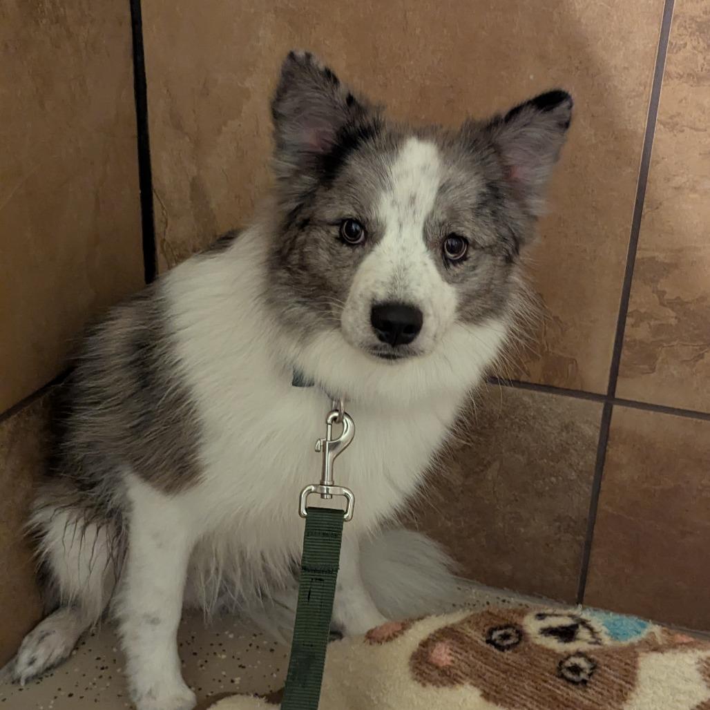 Mac, ADOPTABLE, Young Male Pomeranian & Mixed Breed.