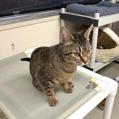 Enlarge Lollipop, a ADOPTABLE mixed breed in Long Beach, WA image 4/4