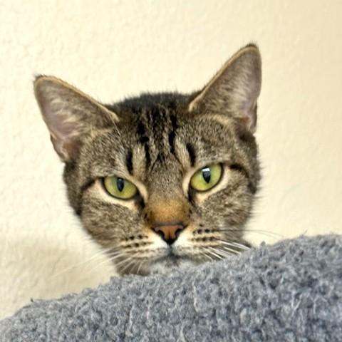 Enlarge Lollipop, a ADOPTABLE mixed breed in Long Beach, WA image 2/4