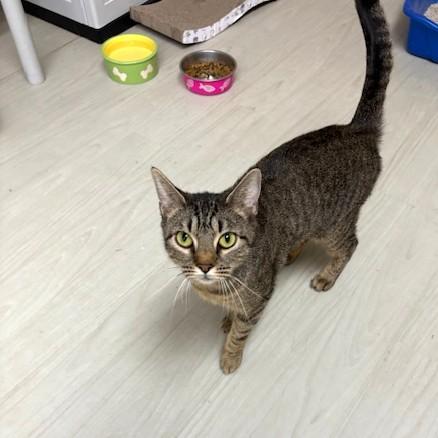 Lollipop, ADOPTABLE, Adult Female Domestic Short Hair & Tabby.