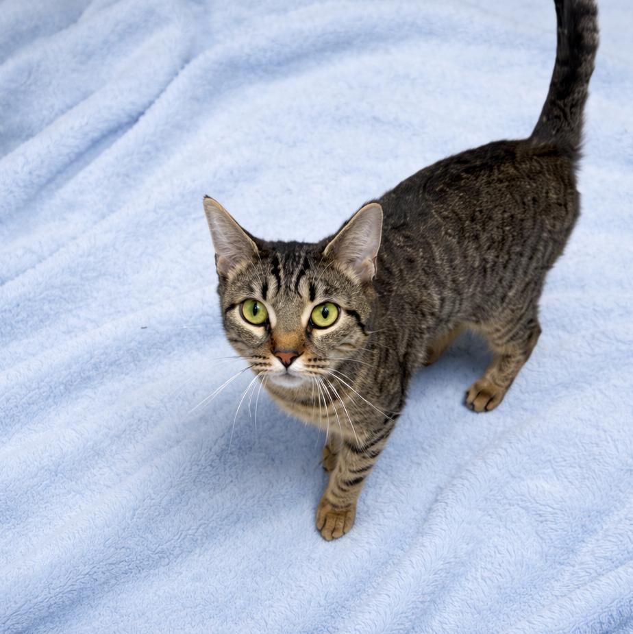 Lollipop, ADOPTABLE, Adult Female Domestic Short Hair & Tabby.