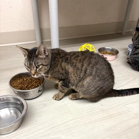 Enlarge Lollipop, a ADOPTABLE mixed breed in Long Beach, WA image 3/4