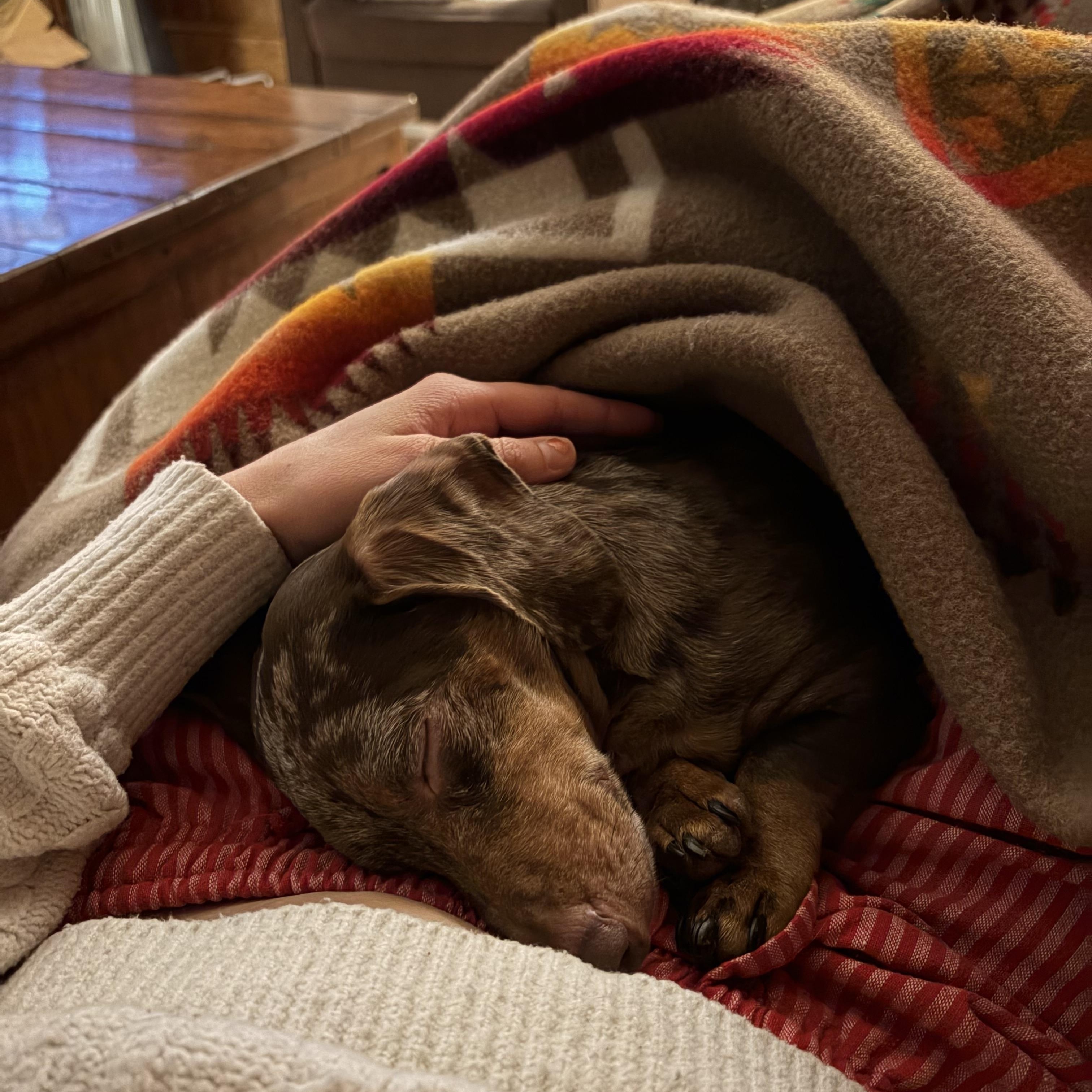 Moose, a ADOPTABLE Dachshund in Richmond, VA image 4/6