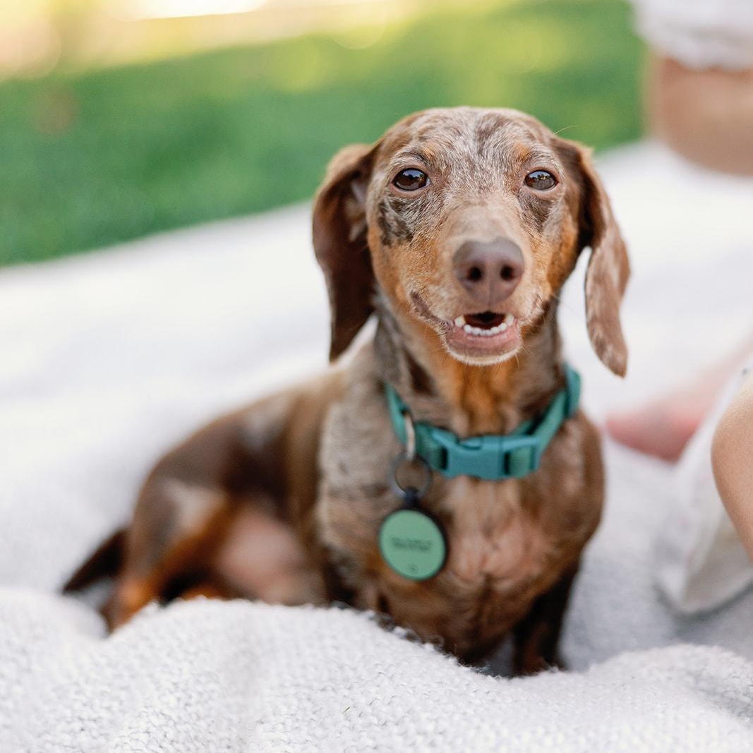 Moose, ADOPTABLE, Adult Female Dachshund.