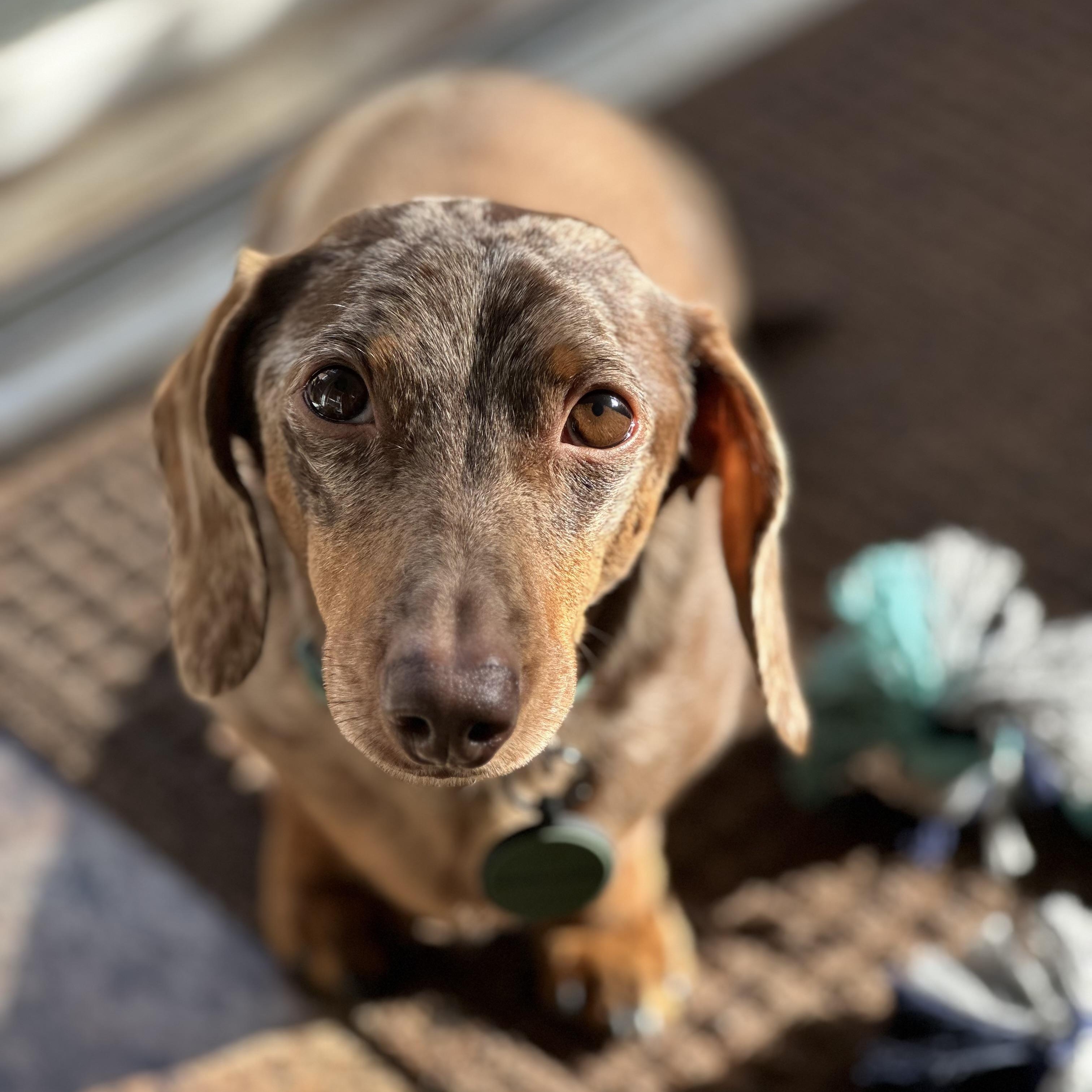 Moose, a ADOPTABLE Dachshund in Richmond, VA image 5/6