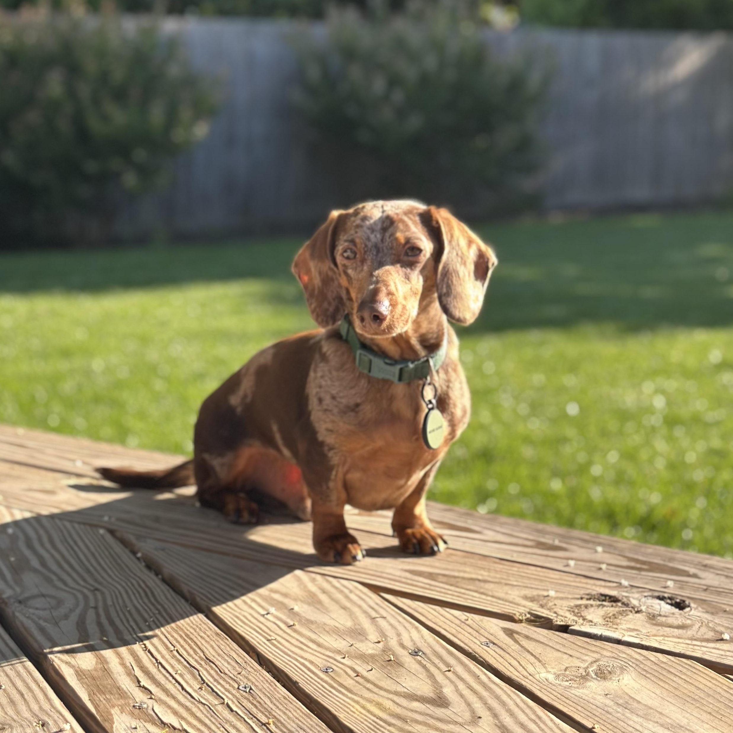 Moose, a ADOPTABLE Dachshund in Richmond, VA image 6/6
