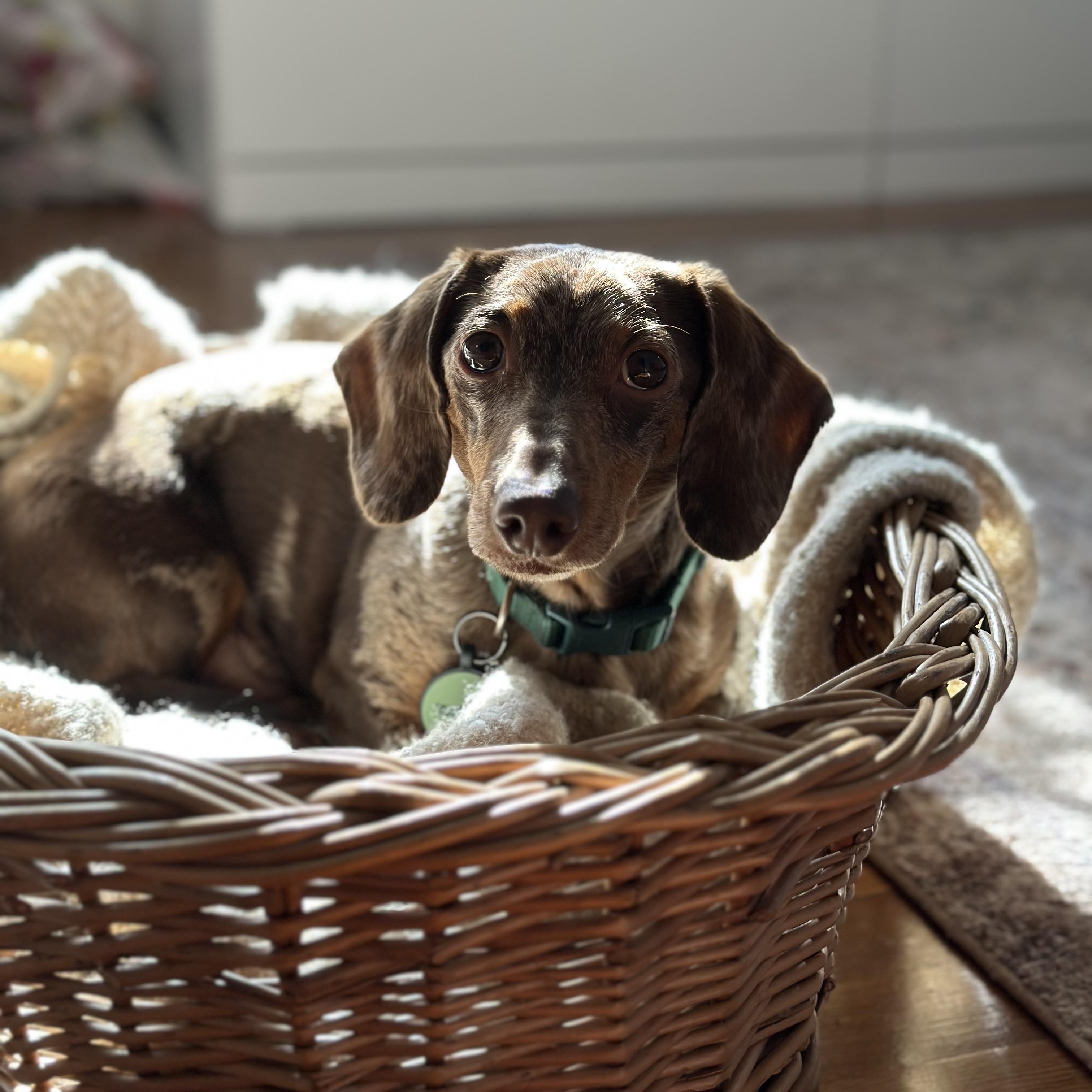 Moose, a ADOPTABLE Dachshund in Richmond, VA image 2/6