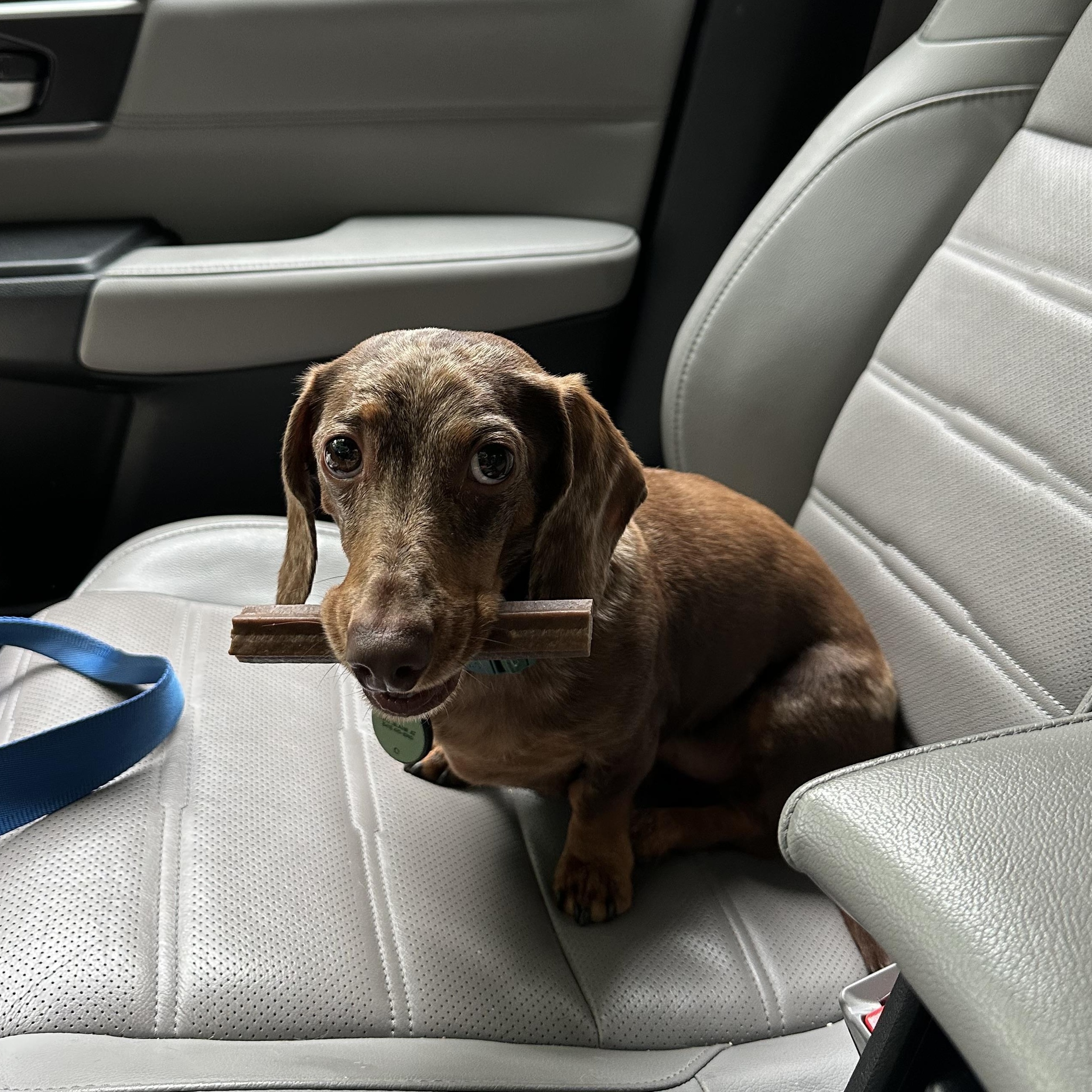 Moose, a ADOPTABLE Dachshund in Richmond, VA image 3/6