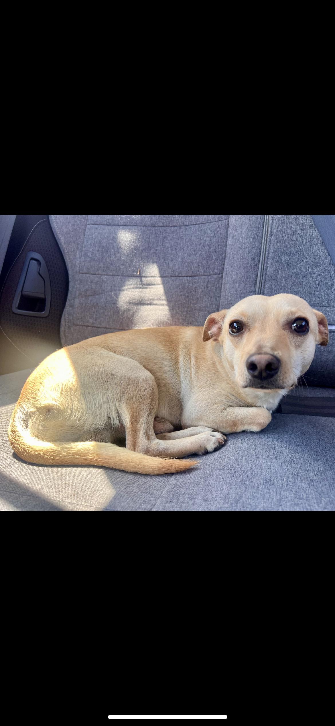 Enlarge Tye, an adopted mixed breed in Hamden, CT image 6/6