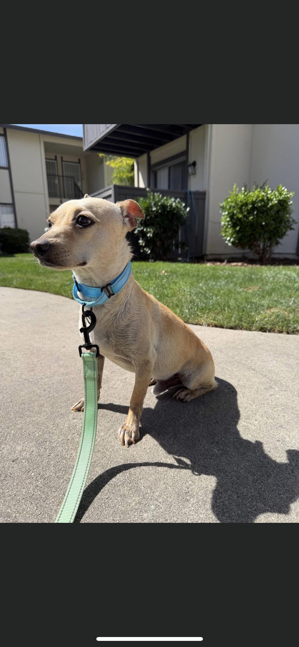 Enlarge Tye, an adopted mixed breed in Hamden, CT image 1/6