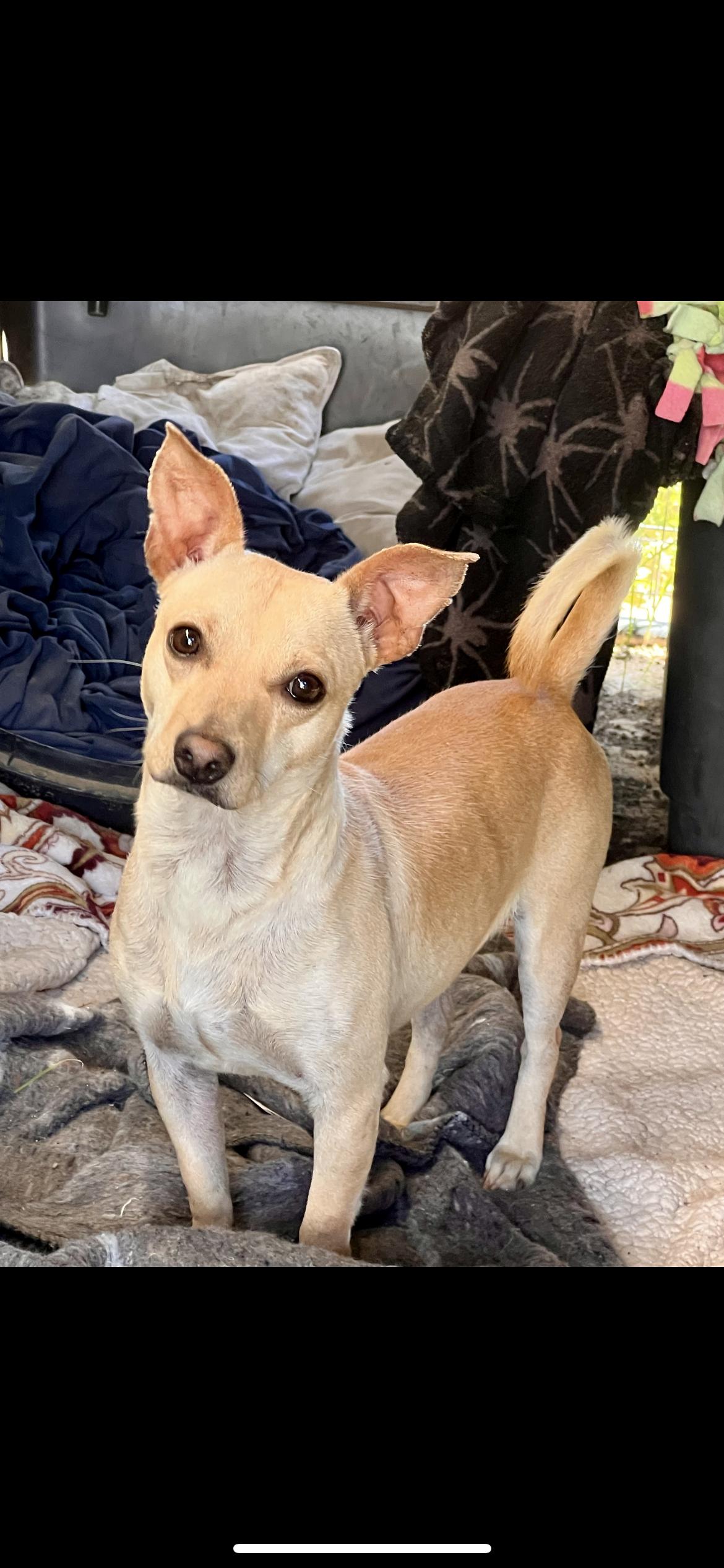 Enlarge Tye, an adopted mixed breed in Hamden, CT image 5/6