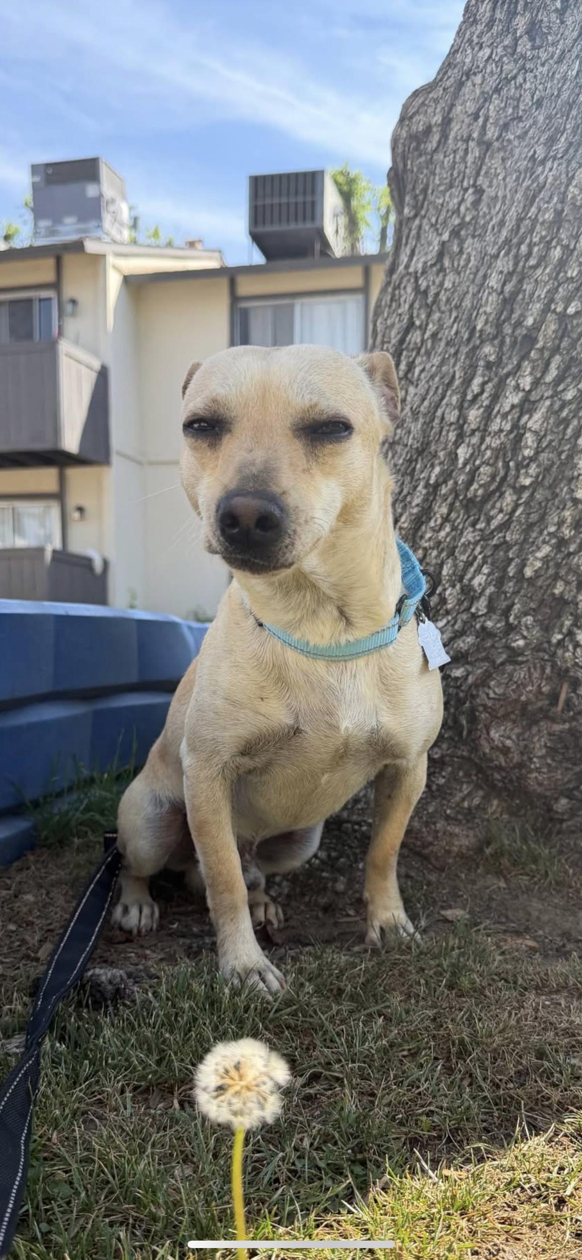 Enlarge Tye, an adopted mixed breed in Hamden, CT image 2/6