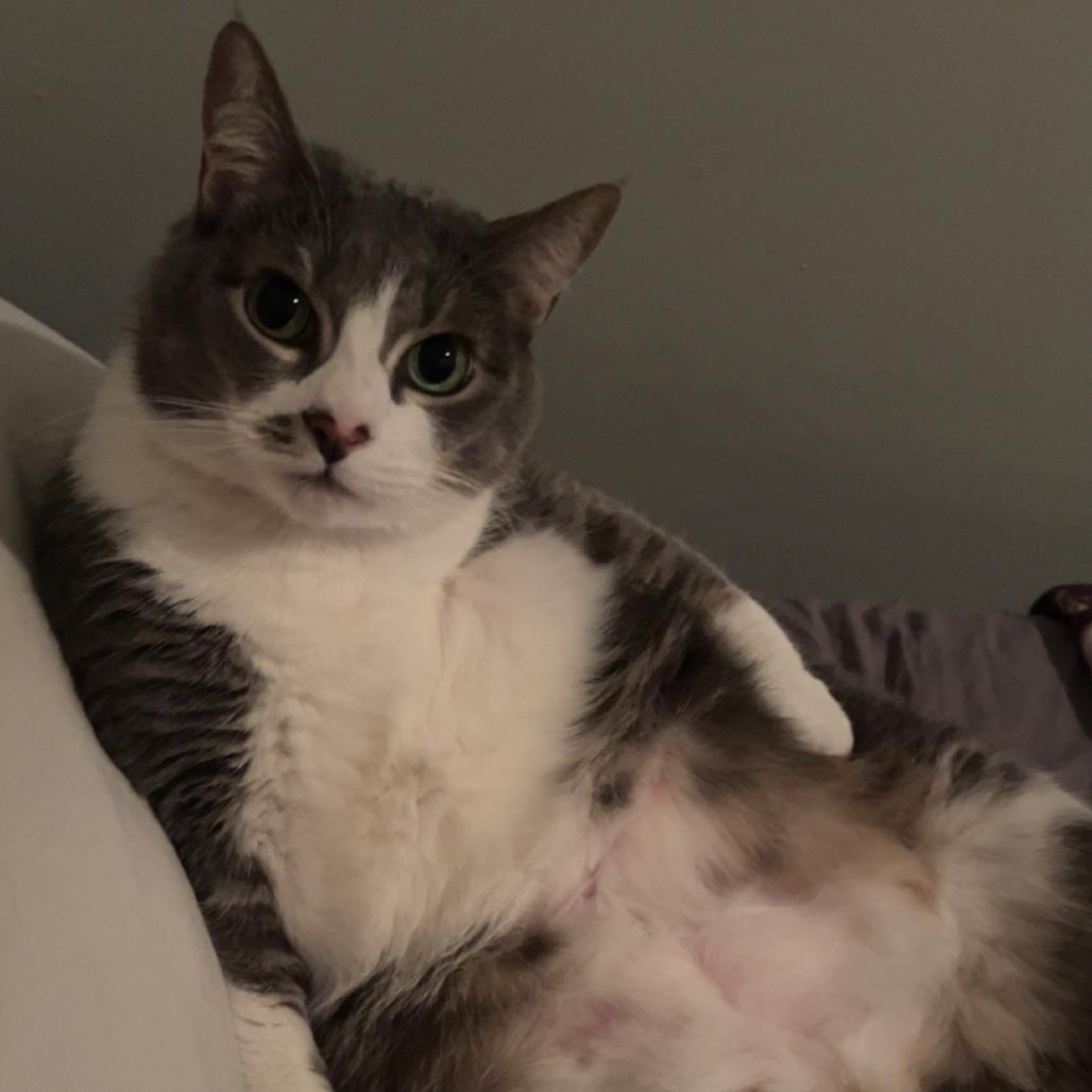 Feisty, Adoptable, Senior Female Domestic Short Hair.