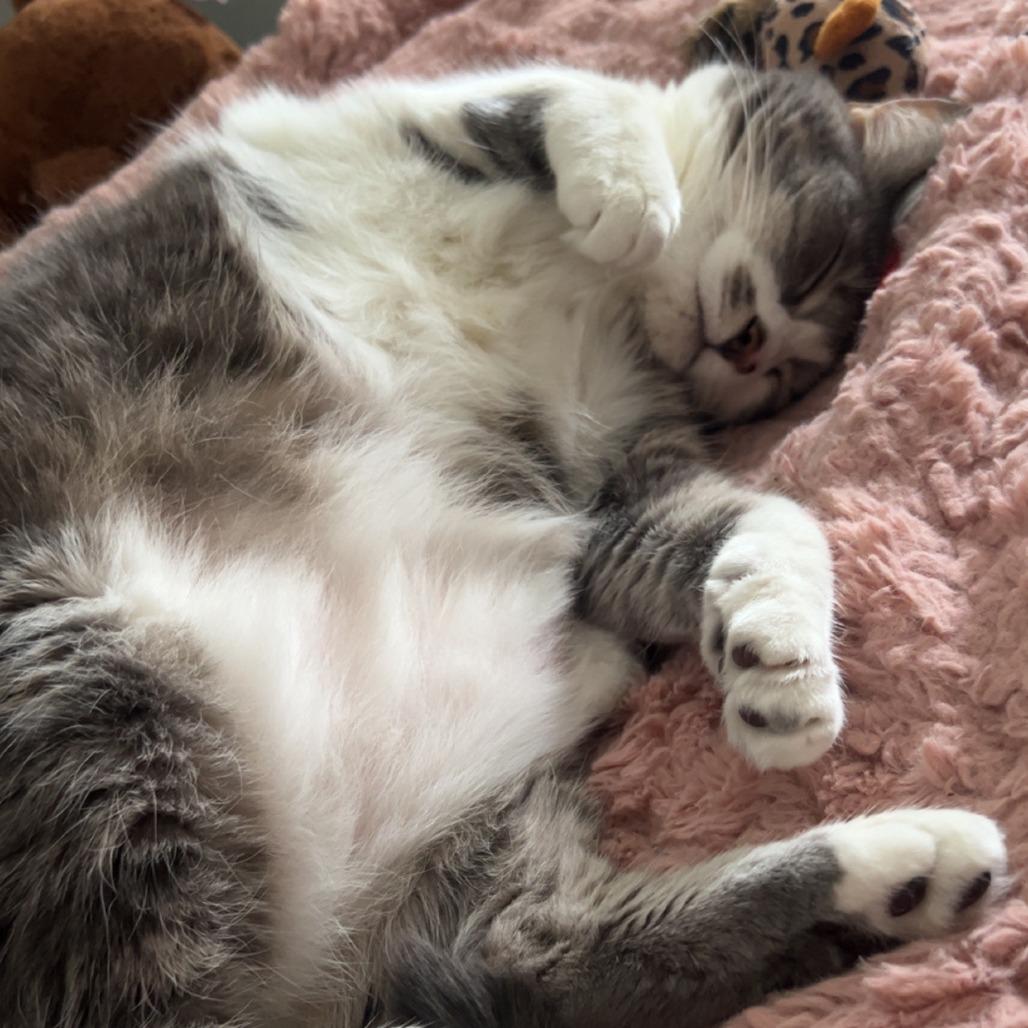 Enlarge Feisty, a Adoptable mixed breed in Philadelphia, PA image 5/6