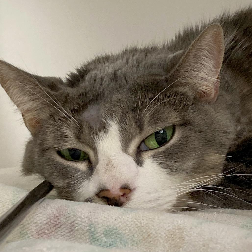 Enlarge Feisty, a Adoptable mixed breed in Philadelphia, PA image 6/6