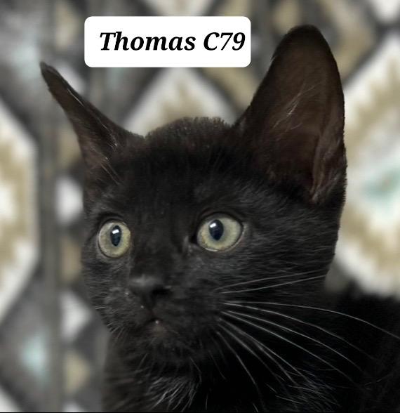 Thomas, ADOPTABLE, Kitten Male Domestic Short Hair.