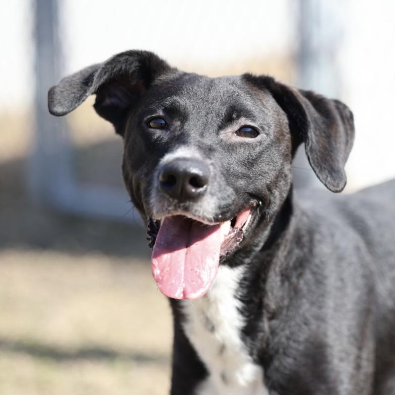 MARS (MARLOW), Adoptable, Young Female Labrador Retriever & Mixed Breed.