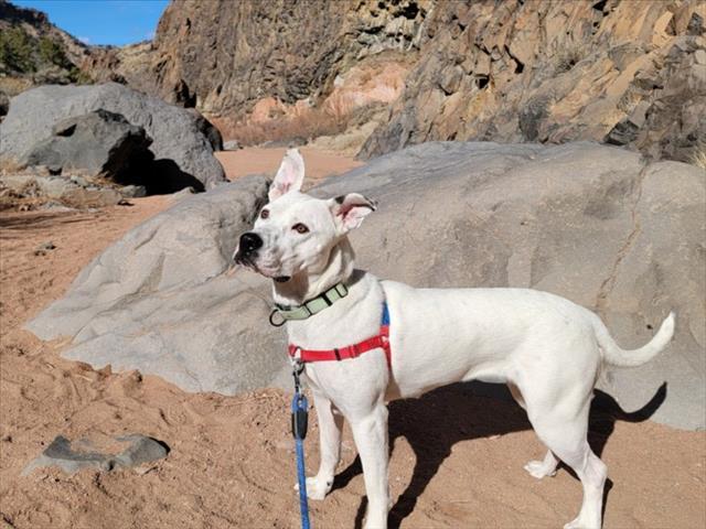 BABS, Adoptable, Young Female Mixed Breed.