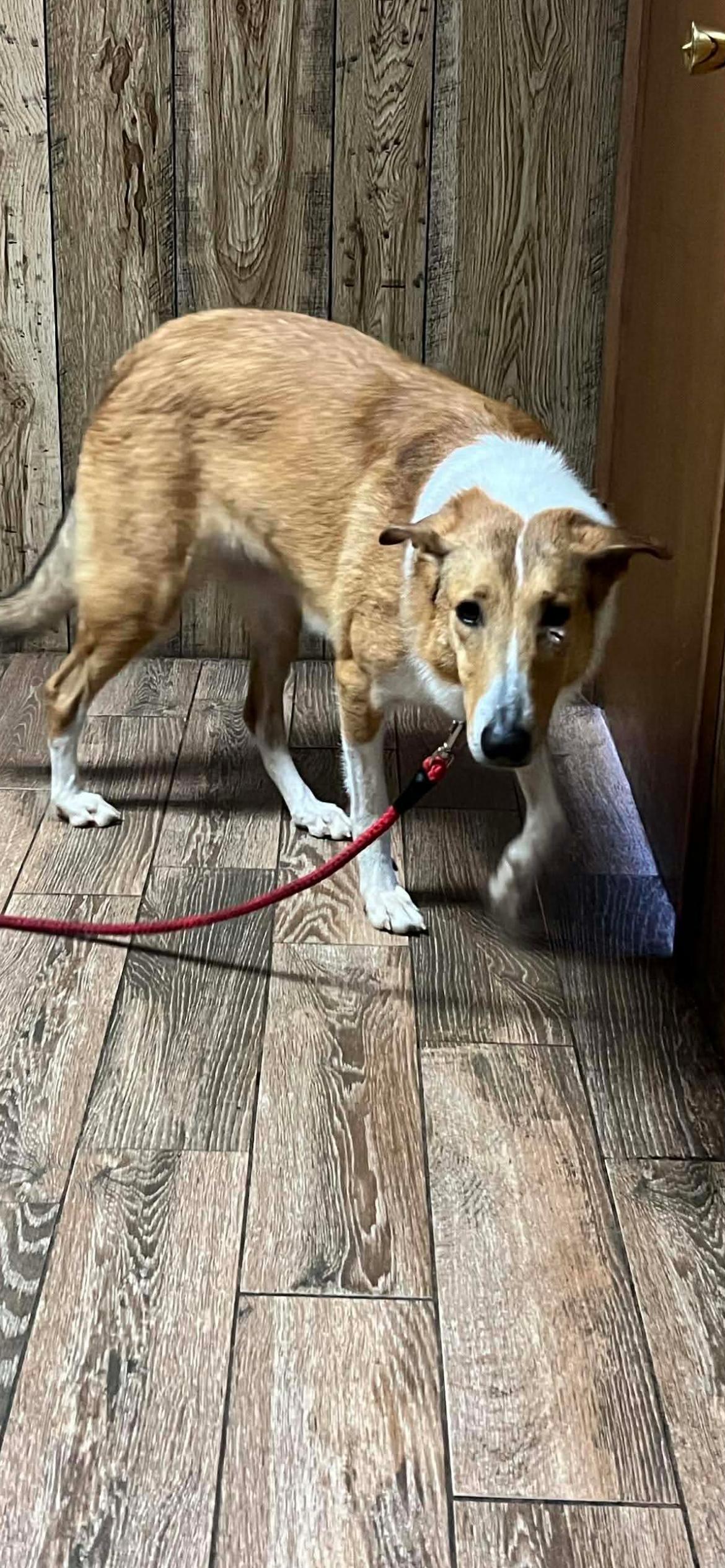 Enlarge Daisy, a ADOPTABLE Collie in Lucedale, MS image 1/5