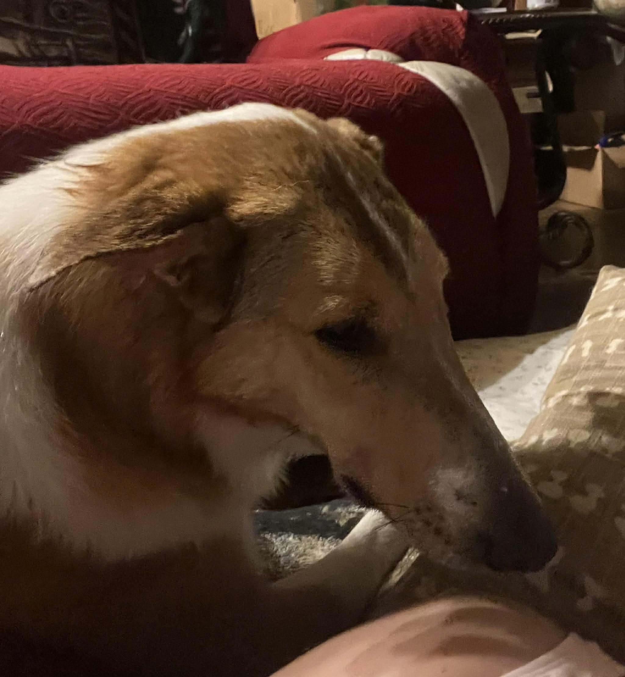 Enlarge Daisy, a ADOPTABLE Collie in Lucedale, MS image 3/5