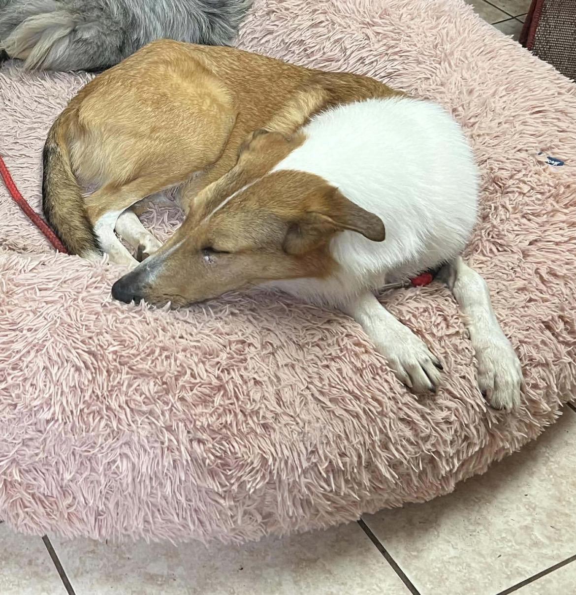 Enlarge Daisy, a ADOPTABLE Collie in Lucedale, MS image 4/5