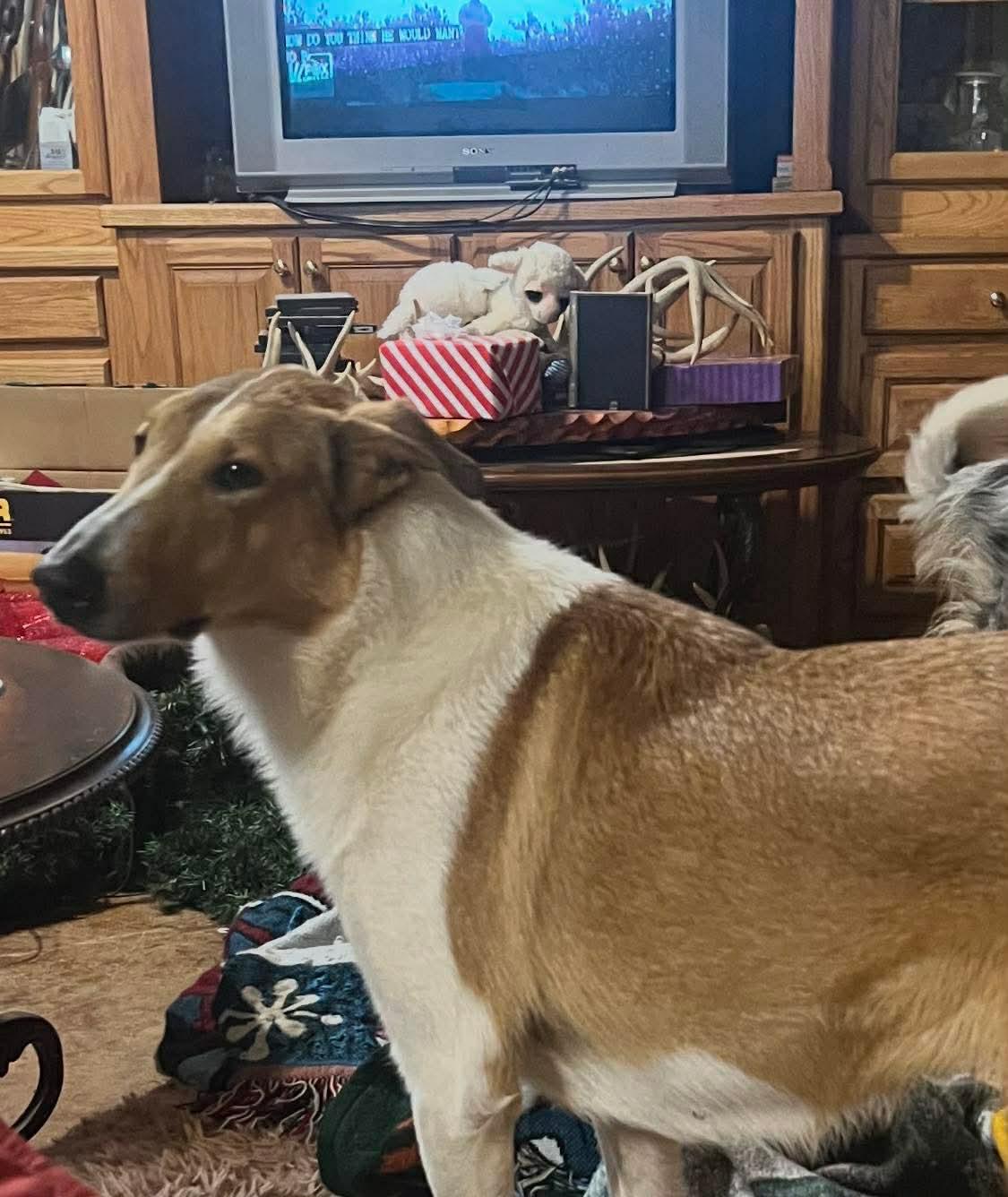 Enlarge Daisy, a ADOPTABLE Collie in Lucedale, MS image 5/5