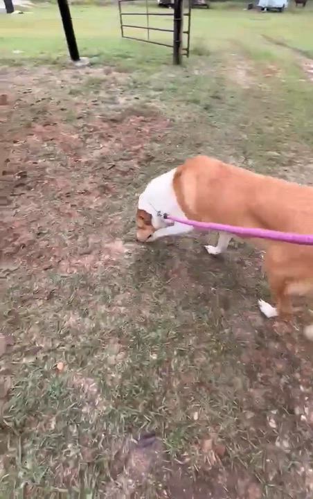 Enlarge Daisy, a ADOPTABLE Collie in Lucedale, MS video 2/5