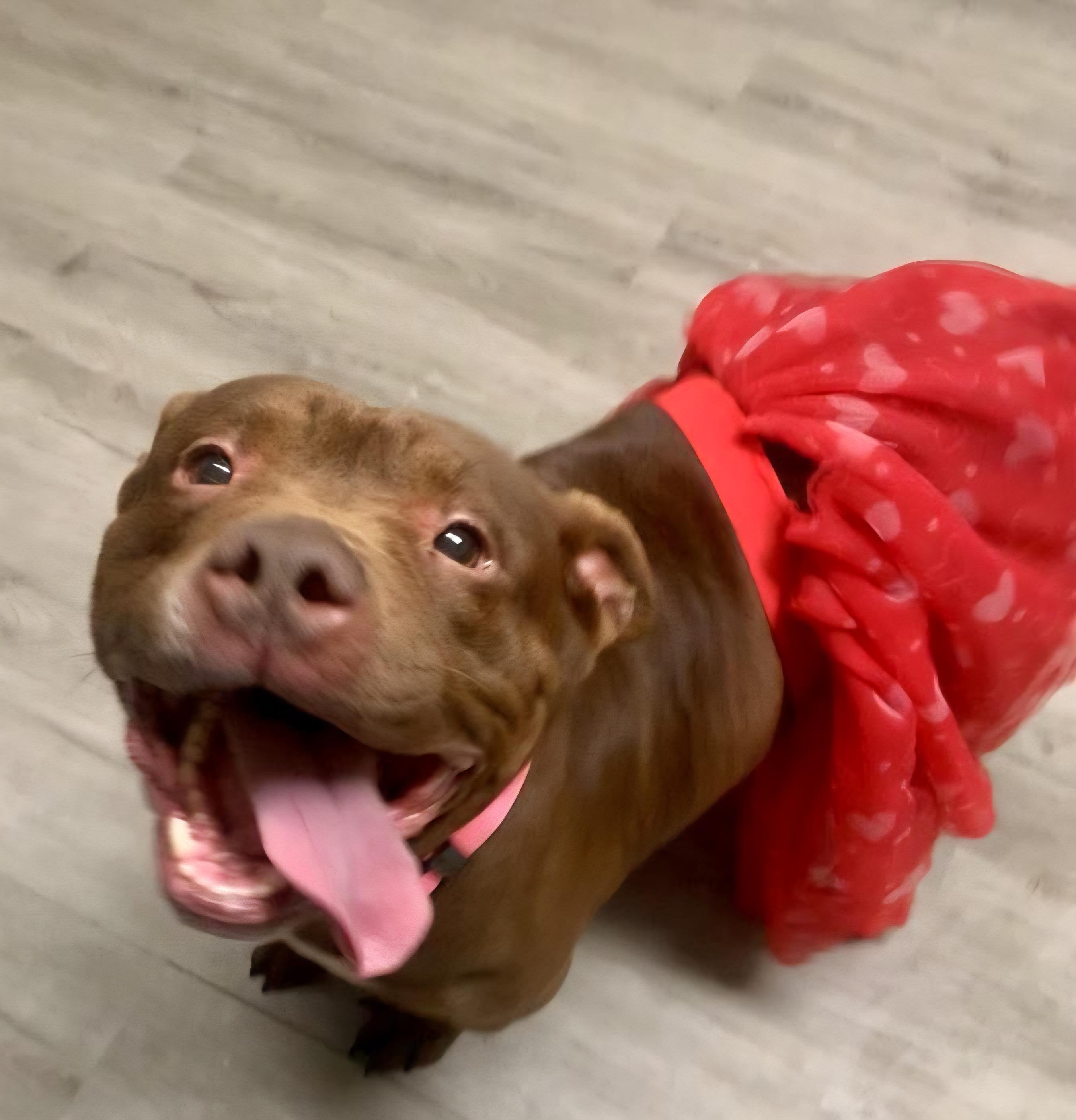 Pudge, adopted, Adult Female American Bully.