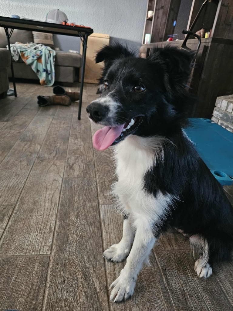 Blaire (OK), Adoptable, Young Female Border Collie.