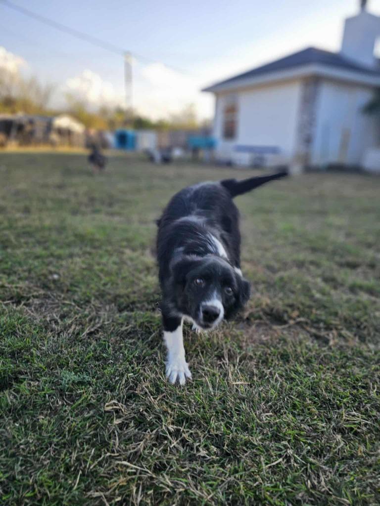 Blaire (OK) — thumbnail 2