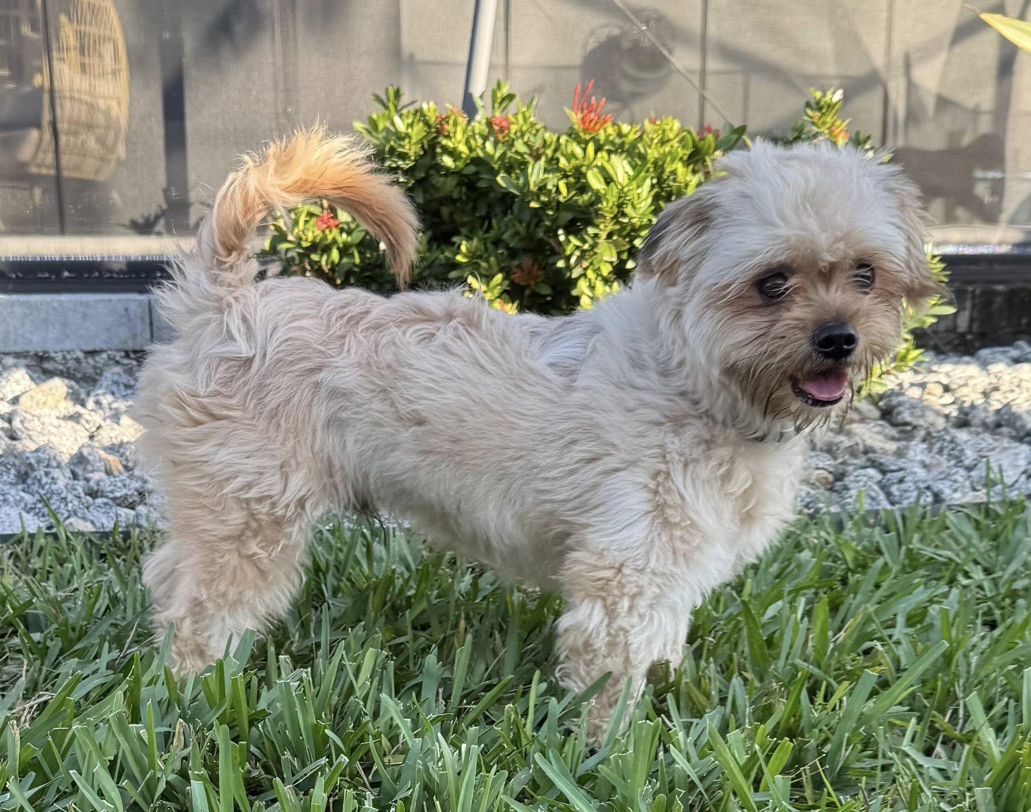 Oliver, a Adoptable mixed breed in Cape Coral, FL image 2/6