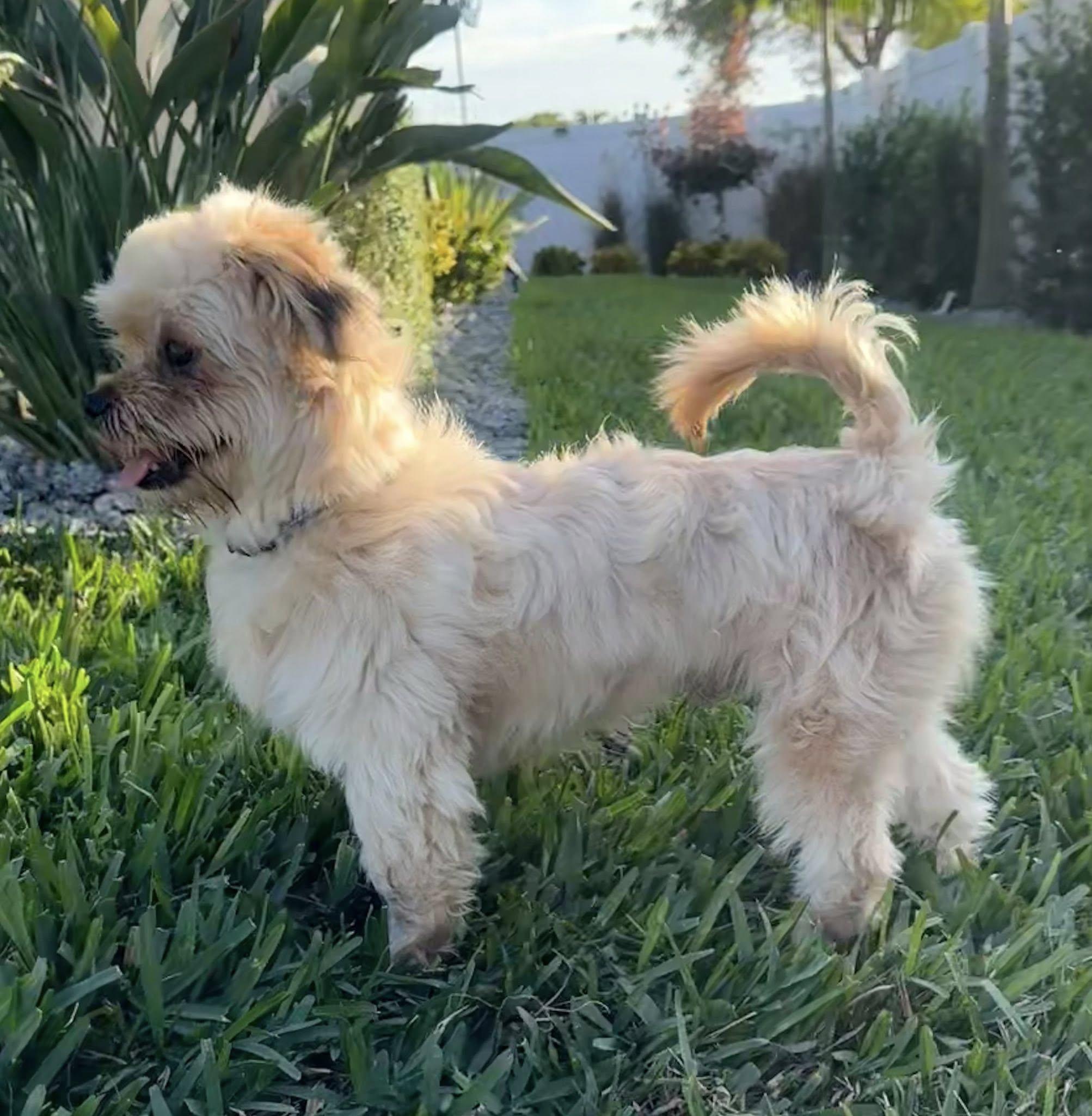 Oliver, a Adoptable mixed breed in Cape Coral, FL image 3/6