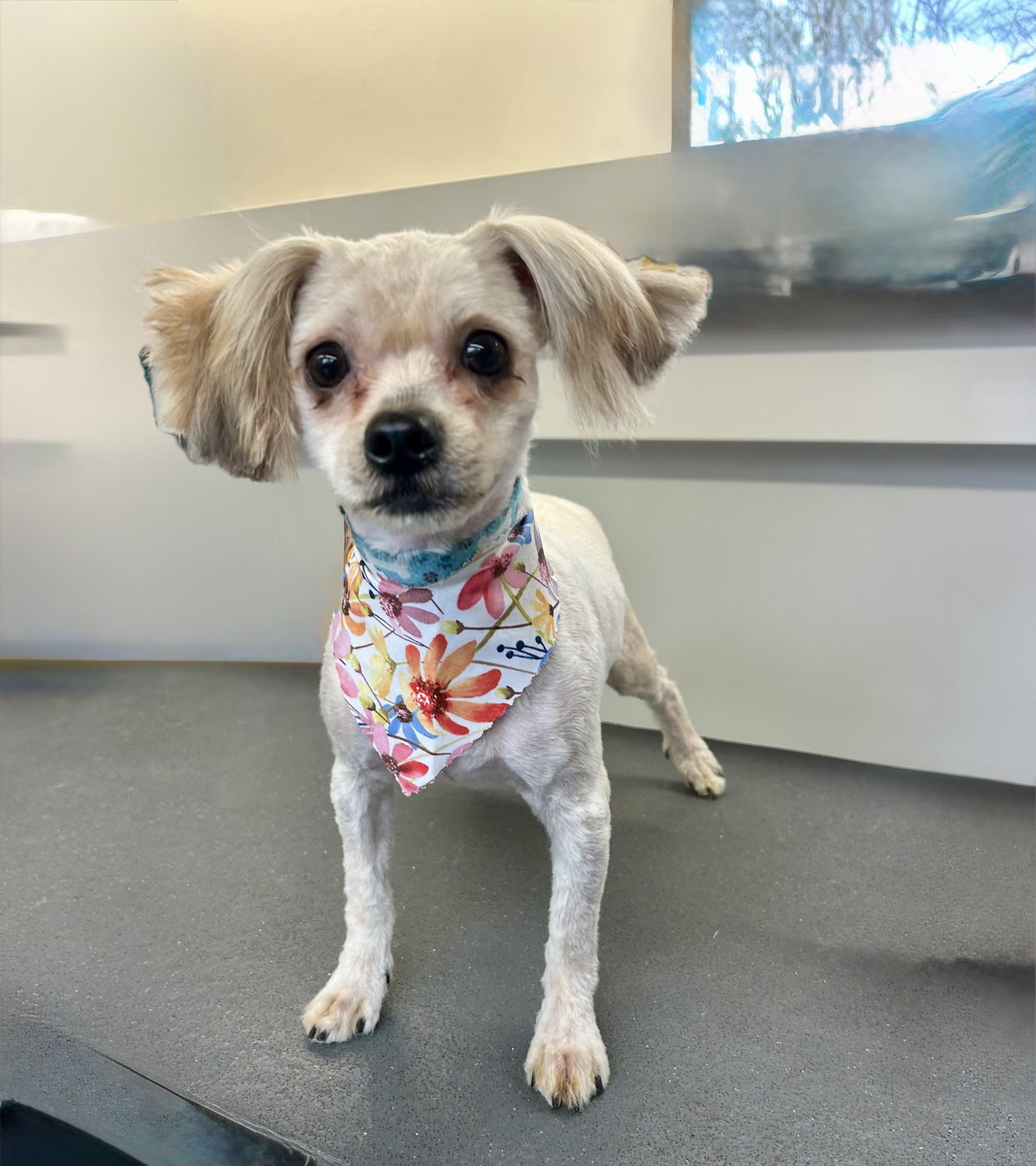 Oliver, Adoptable, Young Male Yorkshire Terrier.