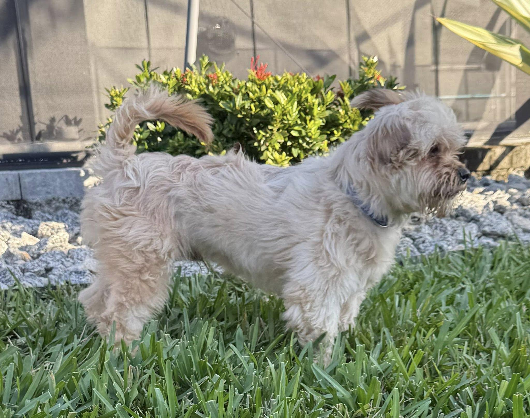 Oliver, a Adoptable mixed breed in Cape Coral, FL image 5/6