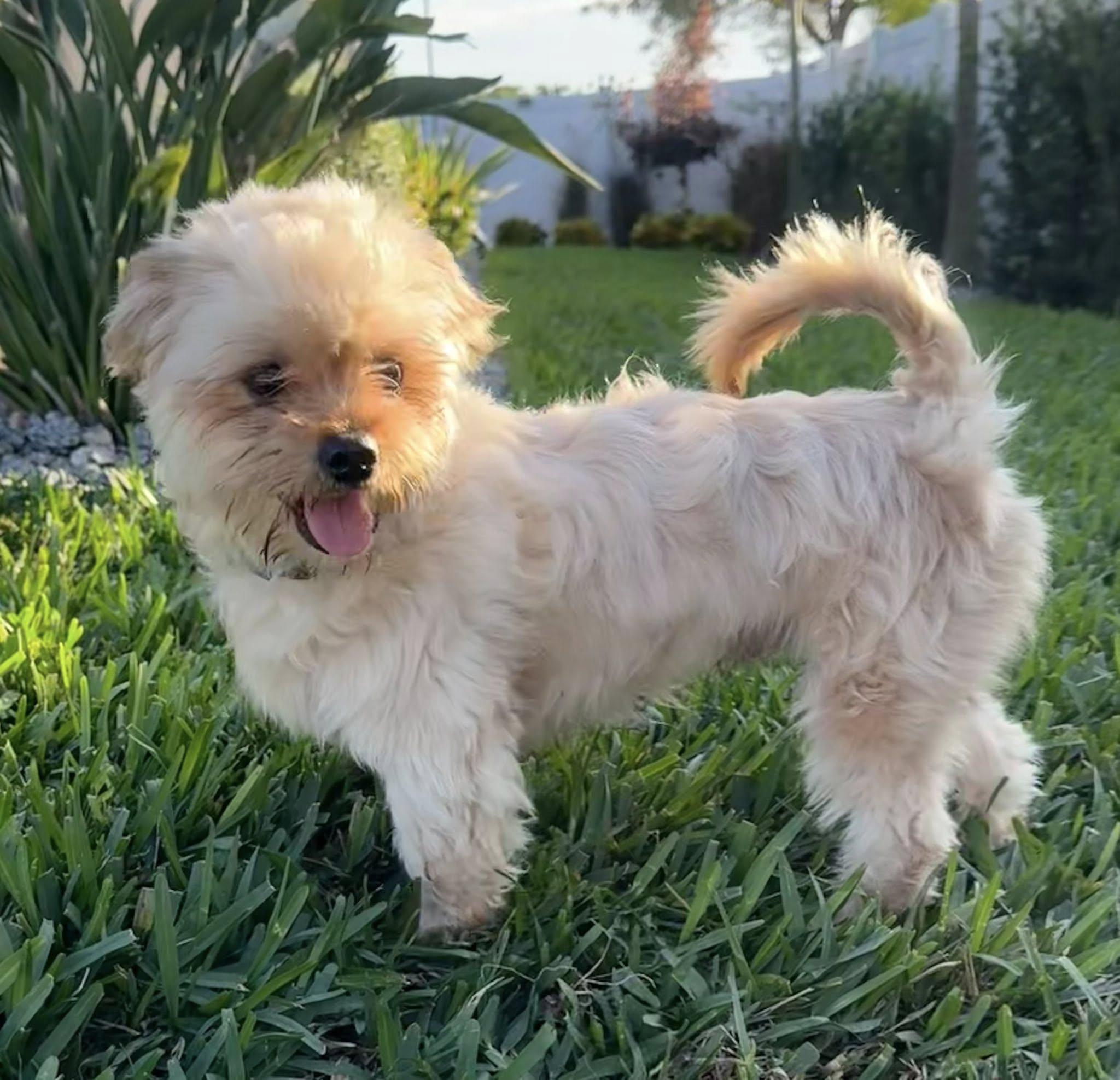Oliver, a Adoptable mixed breed in Cape Coral, FL image 6/6