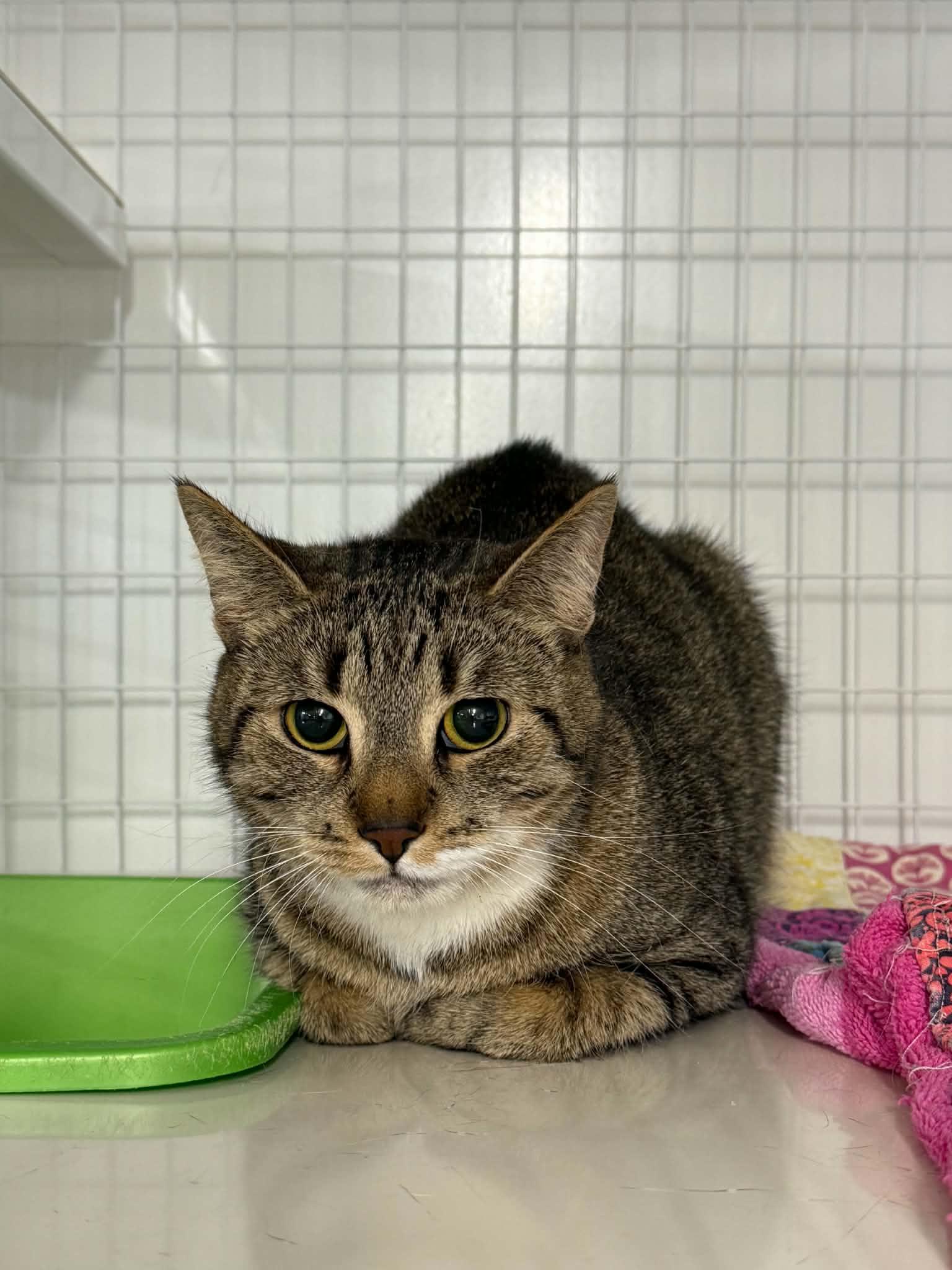 Enlarge Grill, a ADOPTABLE Domestic Short Hair in Claremont, NH image 1/1