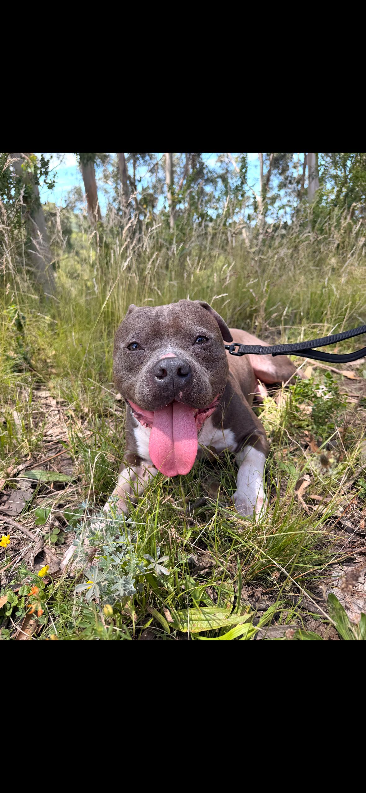 Enlarge Javi, a Adoptable Pit Bull Terrier in Hayward, CA image 4/6