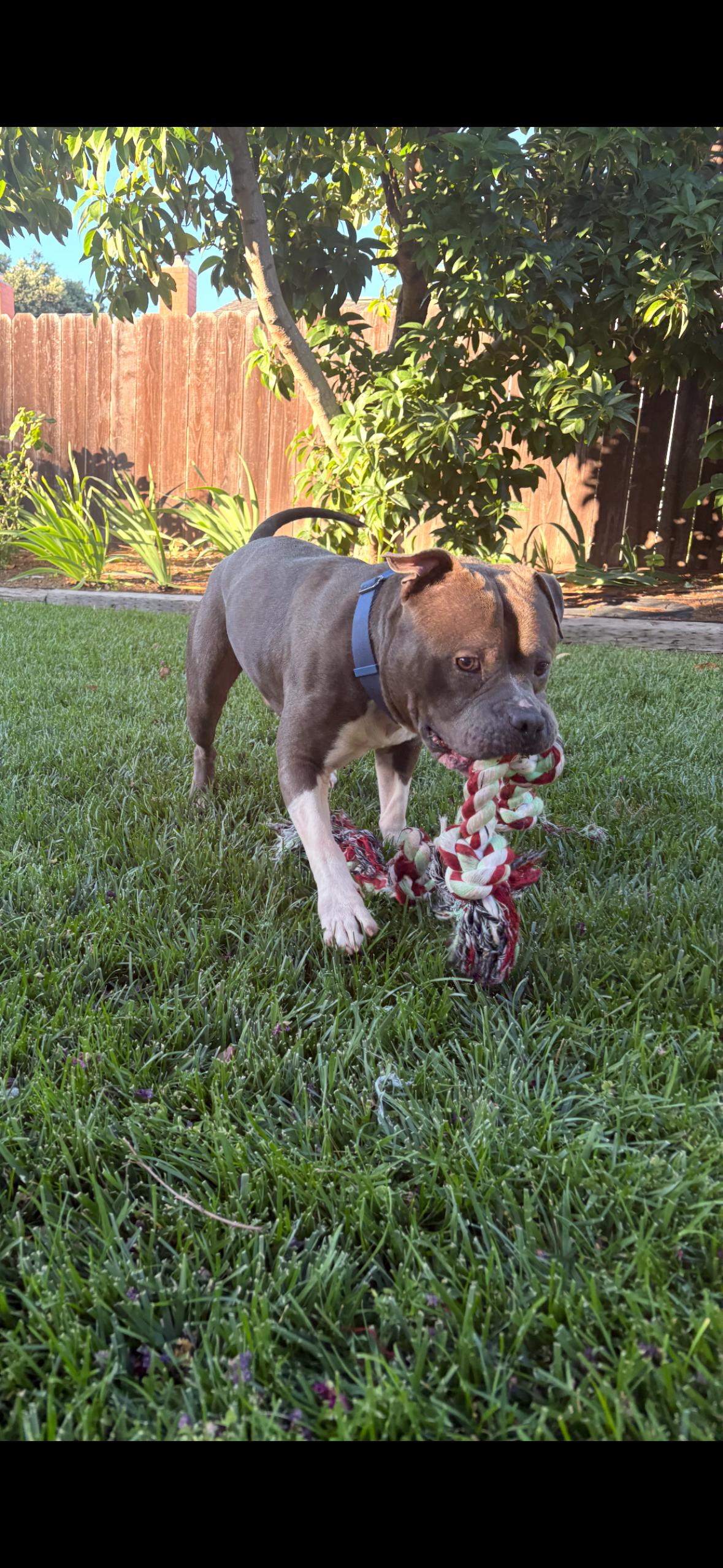 Enlarge Javi, a Adoptable Pit Bull Terrier in Hayward, CA image 1/6