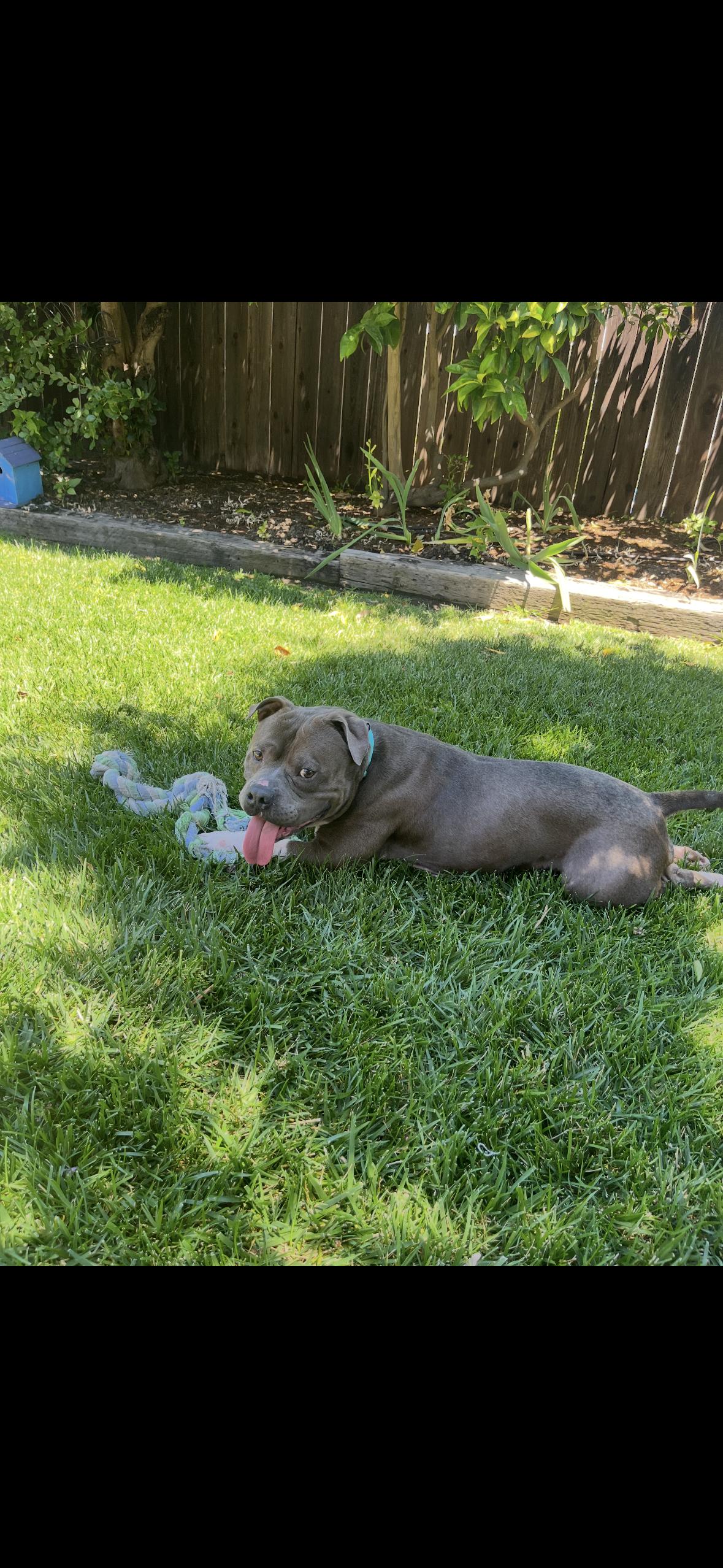 Enlarge Javi, a Adoptable Pit Bull Terrier in Hayward, CA image 6/6