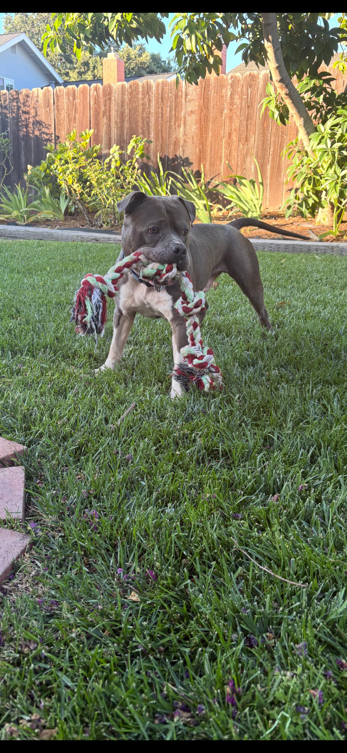 Enlarge Javi, a Adoptable Pit Bull Terrier in Hayward, CA image 2/6