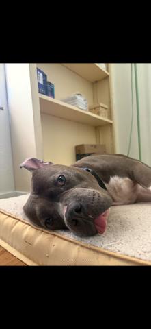 Enlarge Javi, a Adoptable Pit Bull Terrier in Hayward, CA image 5/6