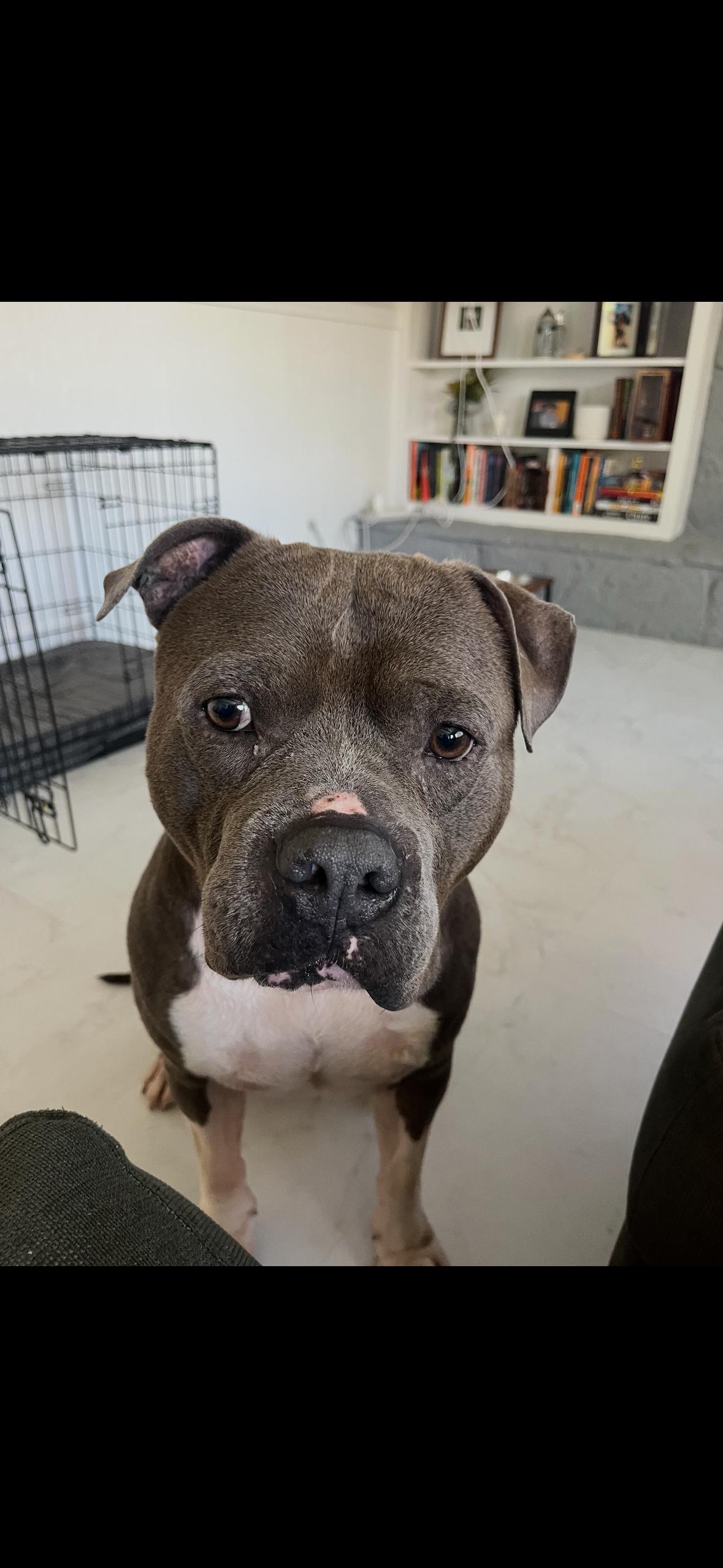 Enlarge Javi, a Adoptable Pit Bull Terrier in Hayward, CA image 3/6