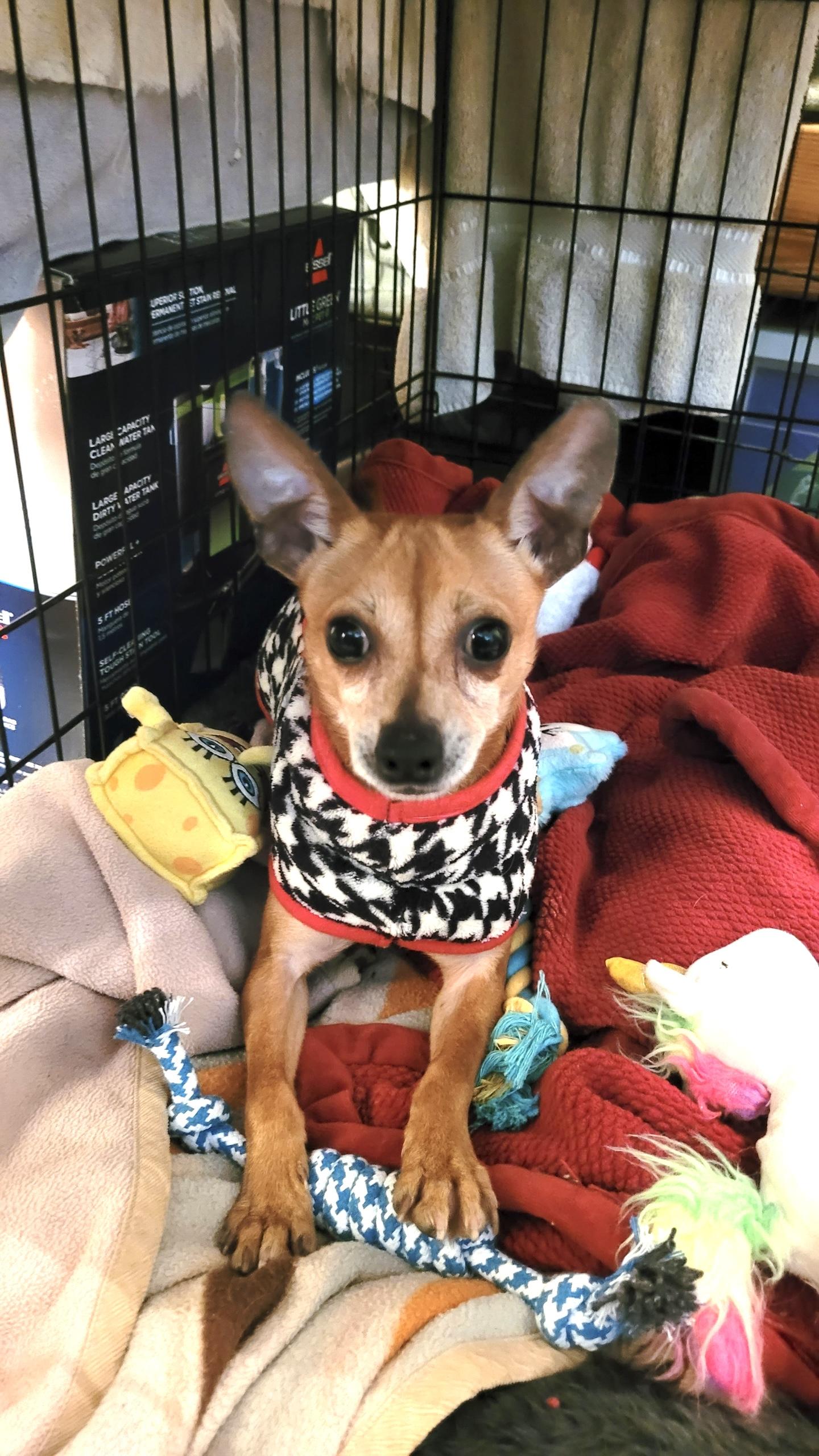 Taquito , ADOPTABLE, Adult Male Chihuahua.