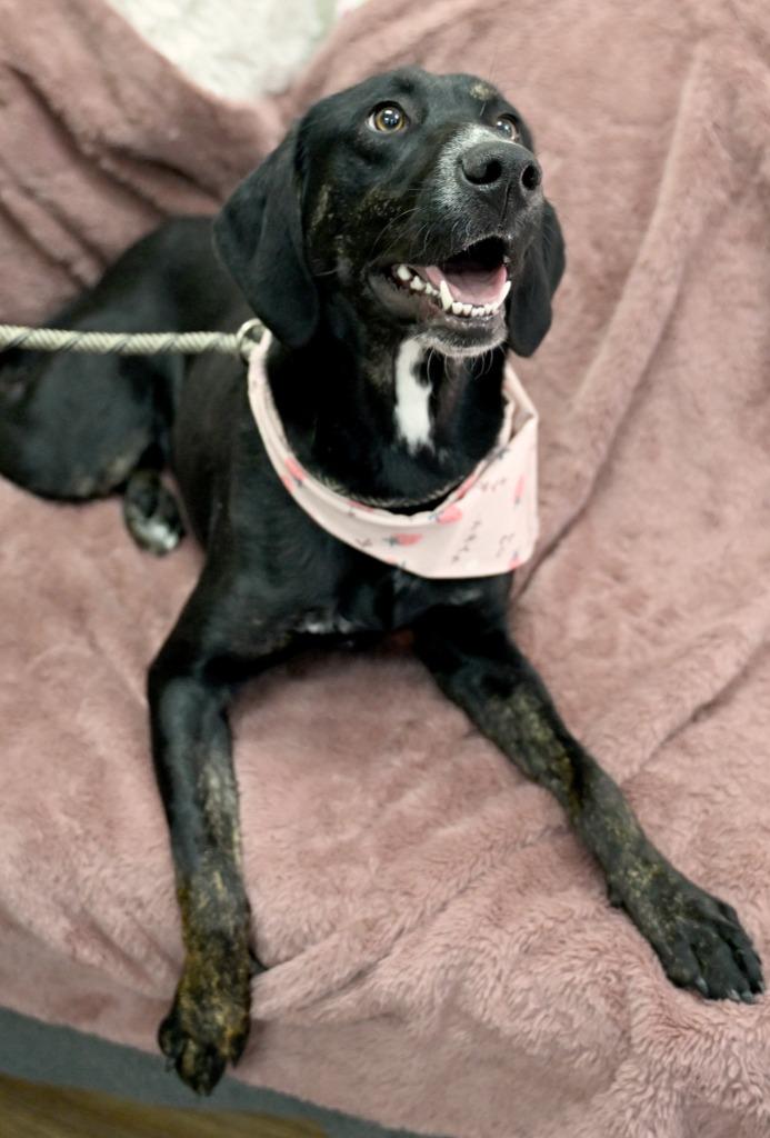Enlarge Nadine  *Sponsored Adoption, a Adoptable mixed breed in Christiansburg, VA image 1/2